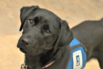 Service Dog